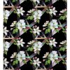 Apple Blossom In Dark Blanket