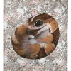 Biting Tail African Fat Tail Gecko Blanket