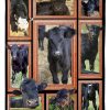 Cow Black Angus Calves Blanket