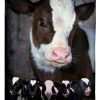 Cow Cute Calves Blanket