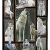 Crazy Wolves White Blanket