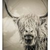 Highland Cow Blanket