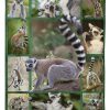 Lemur Climb Anywhere Blanket