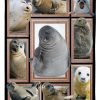 Seal Cute Seals Blanket