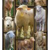 Sheep Cute Sheeps Blanket