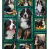 Window Frames Bernese Mountain Dog Blanket